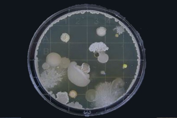 Mold Testing